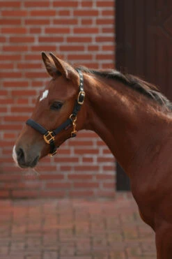 Covalliero TopLine Fohlenhalfter