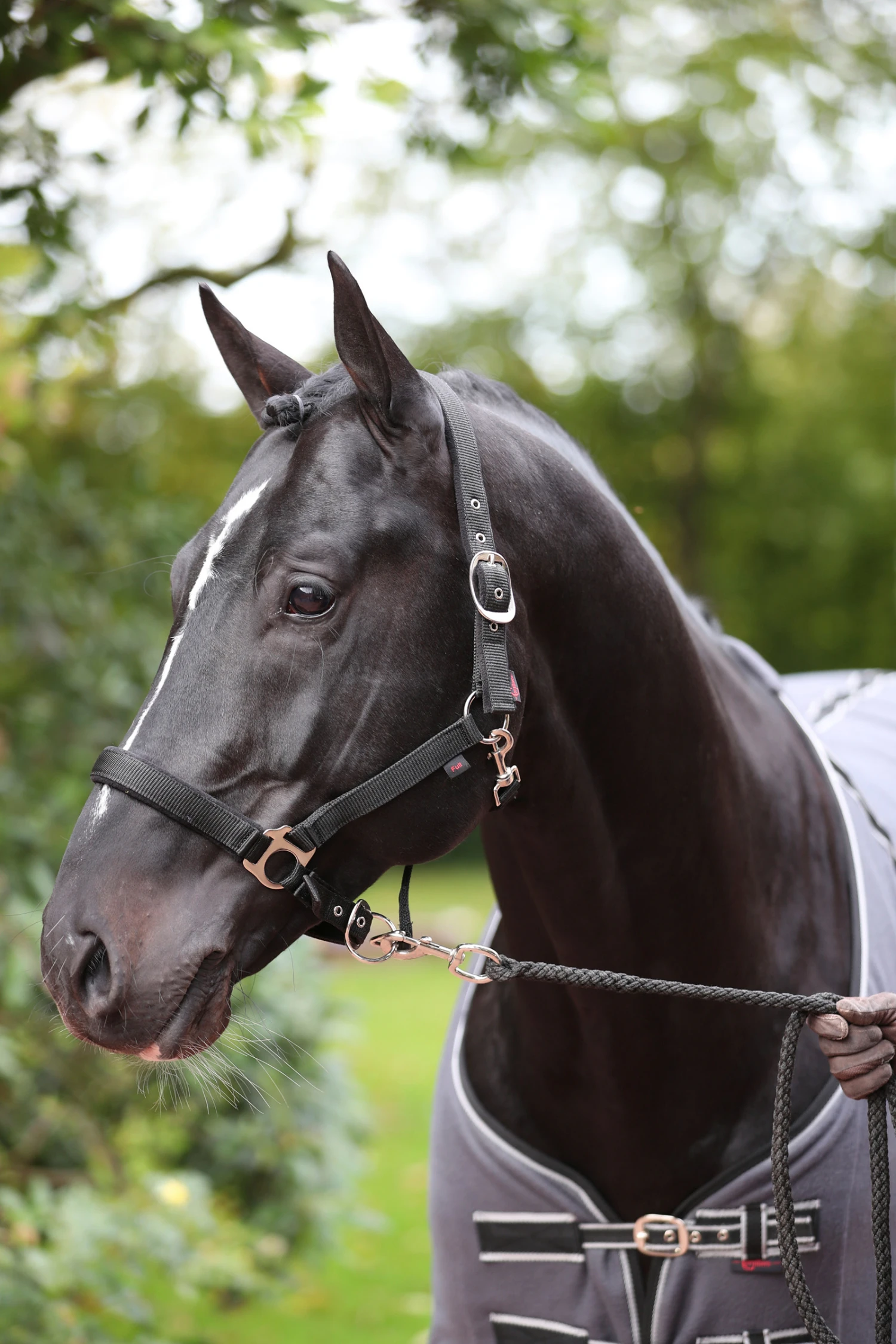 Covalliero Dexter Halfter Mit Fleecefutter 1 Covalliero Dexter Halfter Mit Fleecefutter