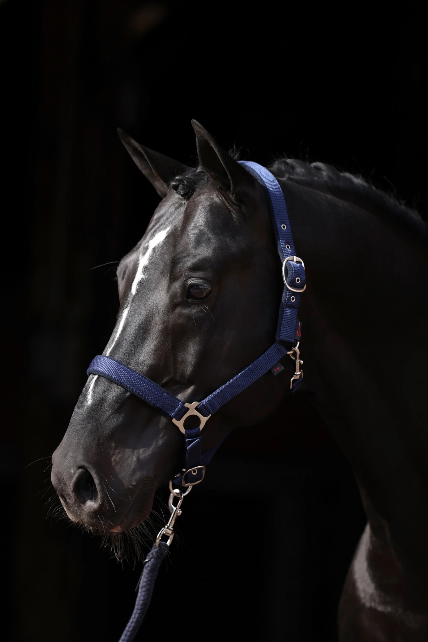 Covalliero Dexter Halfter Mit Fleecefutter 2 Covalliero Dexter Halfter Mit Fleecefutter – Bild 2