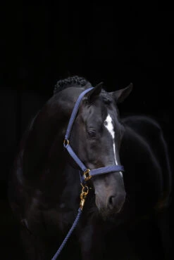 Covalliero TopLine Halfter -Cavallo Verkäufe 341697 DB 1