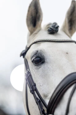 LeMieux Classic Dressurtrense -Cavallo Verkäufe 342209 HVBR 4