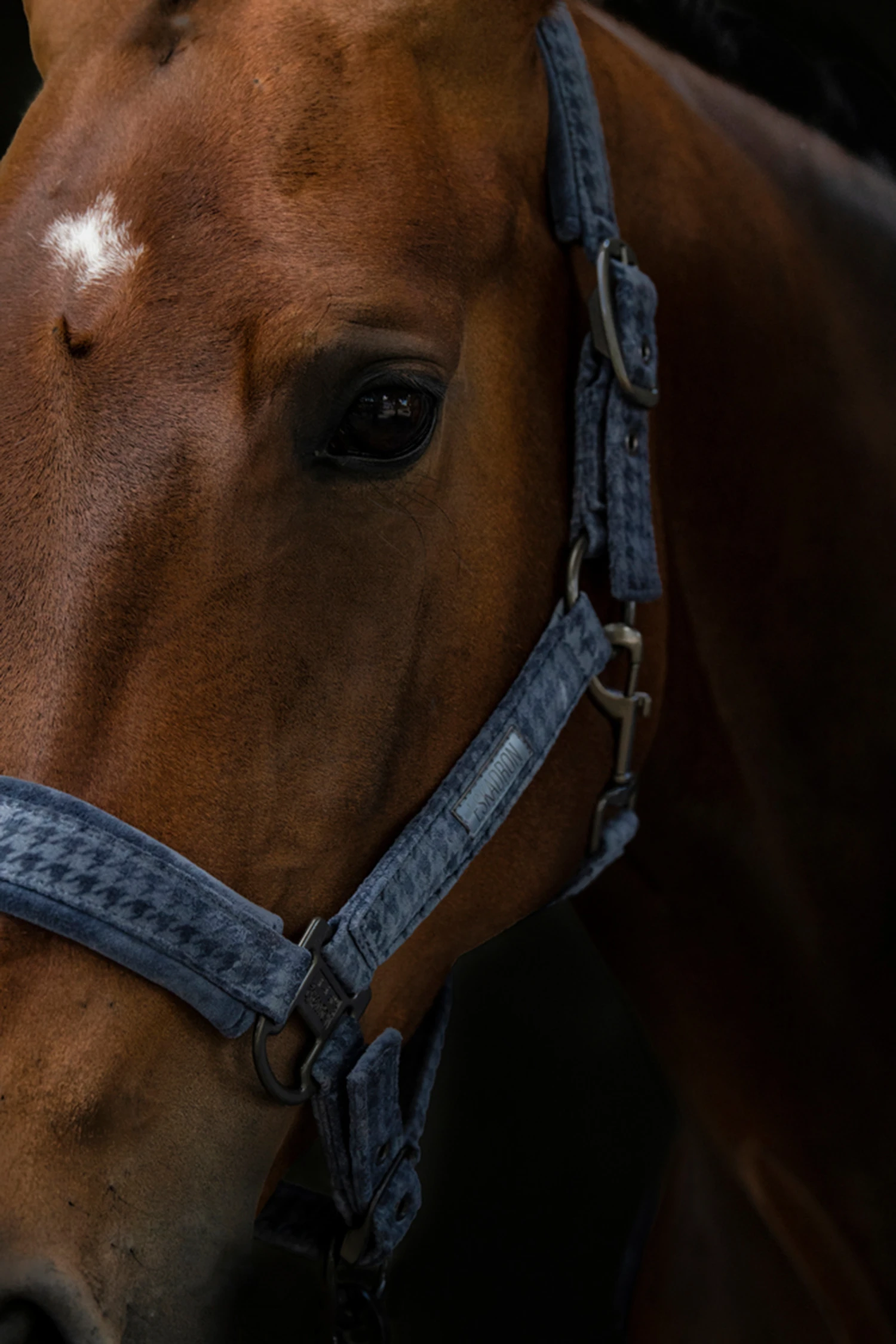 Eskadron Essence 22/23 Doublepin Vevet Stamp Halfter 4 Eskadron Essence 22/23 Doublepin Vevet Stamp Halfter – Bild 4