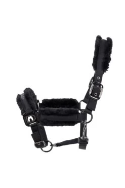 Cavallo Hafida Halfter