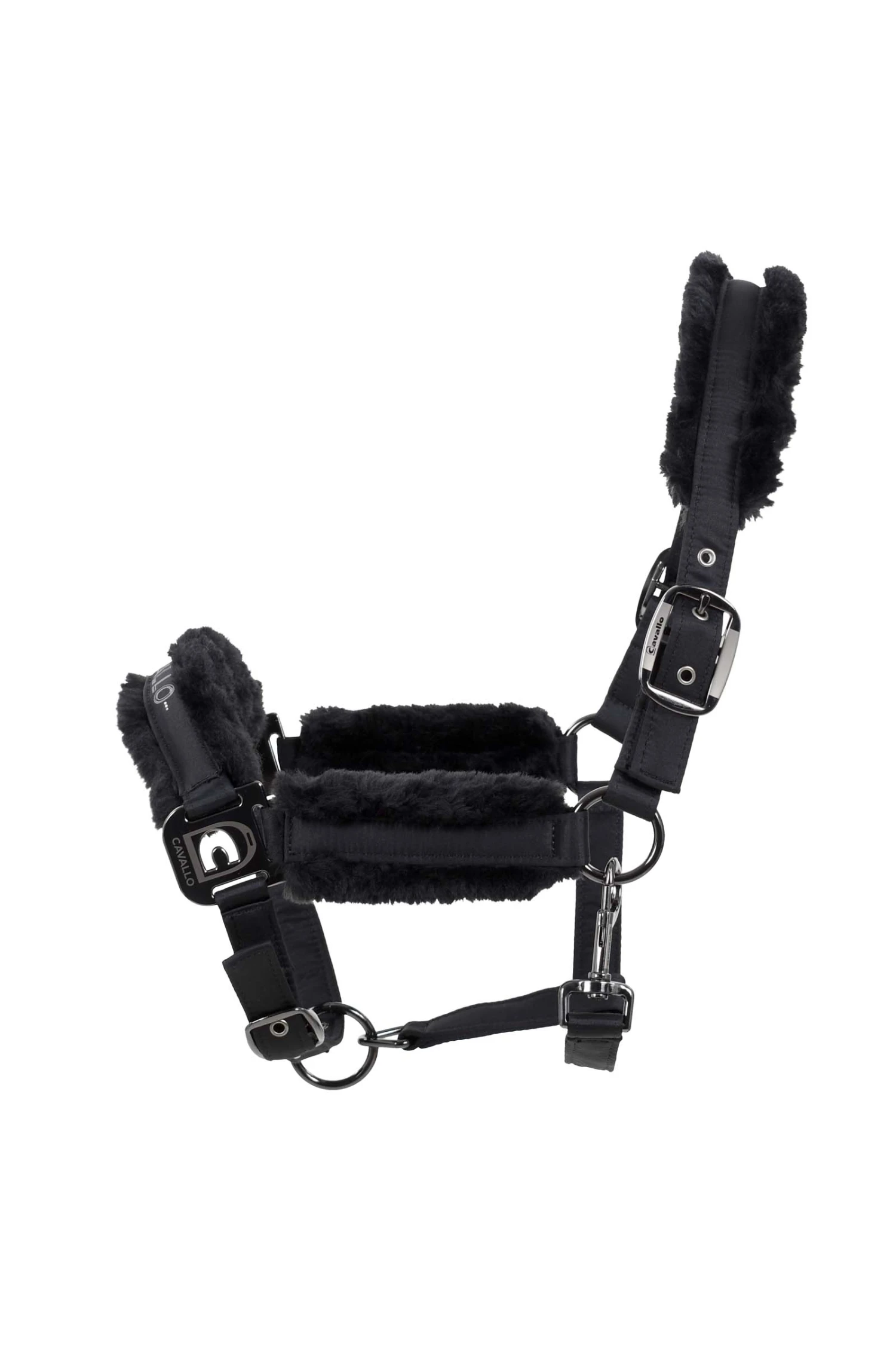 Cavallo Hafida Halfter 1 Cavallo Hafida Halfter