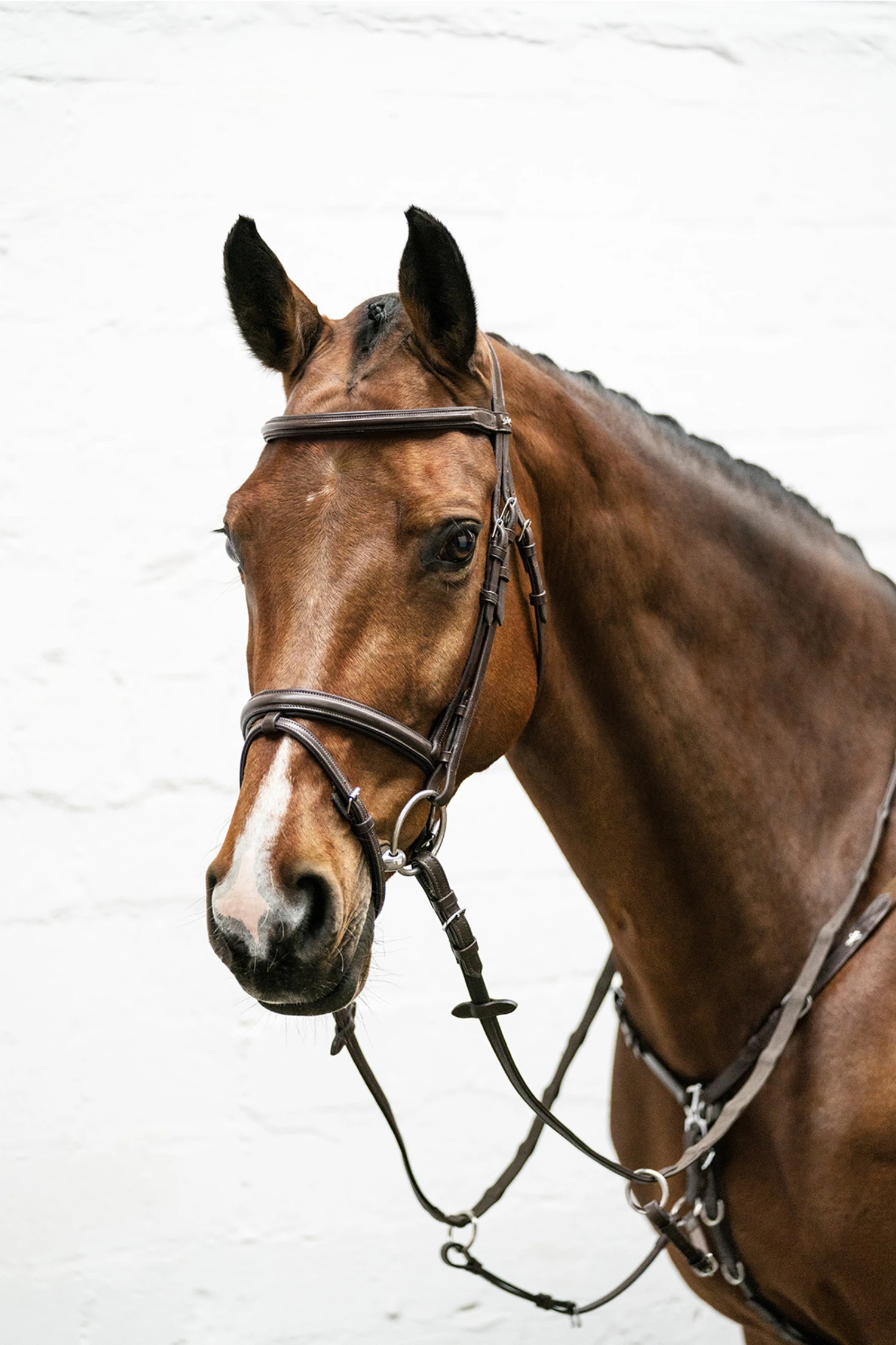 Schockemöhle Cape Town Select Trense 3 Schockemöhle Cape Town Select Trense – Bild 3