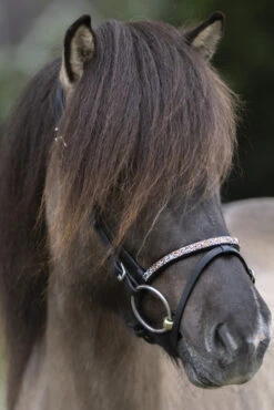 Kavalkade Ferskja Englisches Reithalfter Für Aradis Islandtrense 5 Kavalkade Ferskja Englisches Reithalfter Für Aradis Islandtrense -Cavallo Verkäufe 344080 BL 3