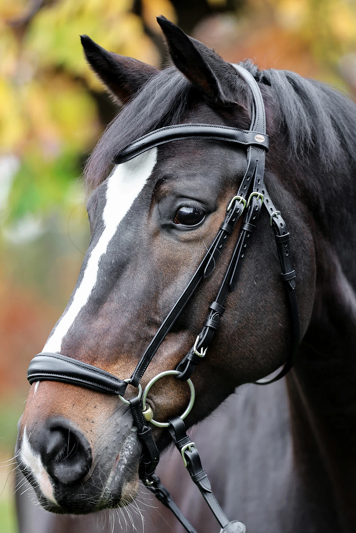 Kavalkade Proline Anna Hannoveranische Trense 1 Kavalkade Proline Anna Hannoveranische Trense