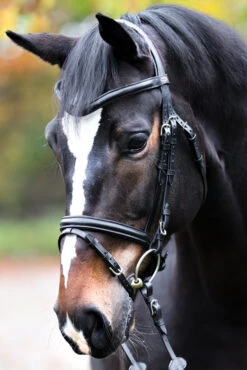 Kavalkade Proline William Trense