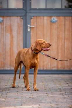 Horze Polo Hundeleine 15 Horze Polo Hundeleine -Cavallo Verkäufe D1214 msre rrbr 04