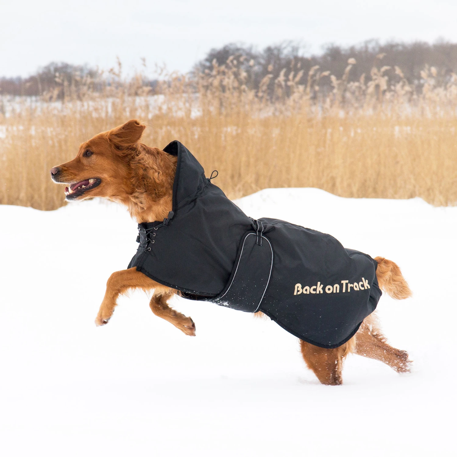 Back On Track Hundemantel (63-91) 2 Back On Track Hundemantel (63-91) – Bild 2