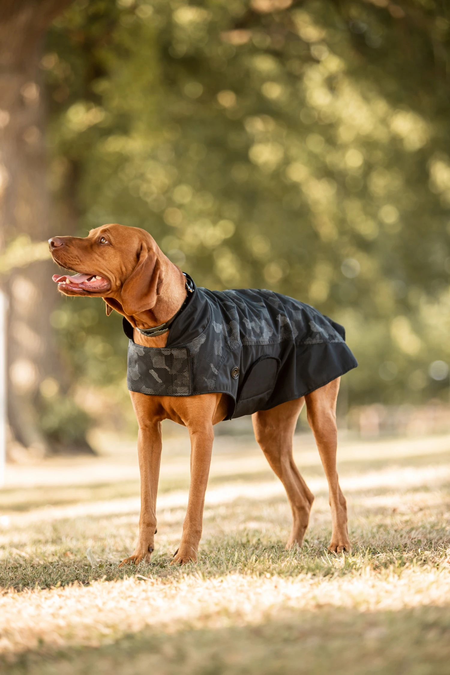 Horze Luminox Wasserabweisender, Reflektierender Hundemantel Mit Fleecefutter 3 Horze Luminox Wasserabweisender, Reflektierender Hundemantel Mit Fleecefutter – Bild 3